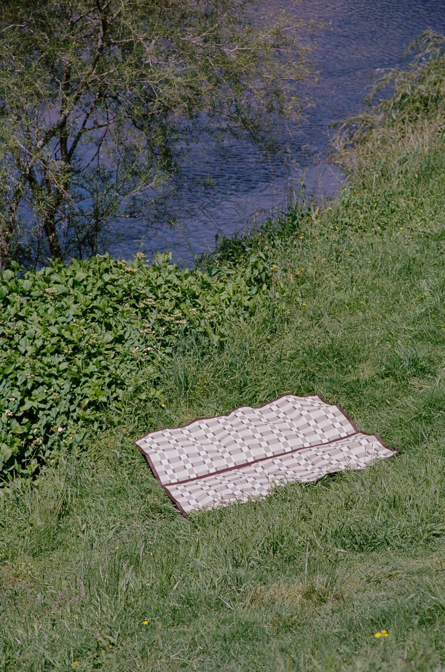SUNNUP // FERN