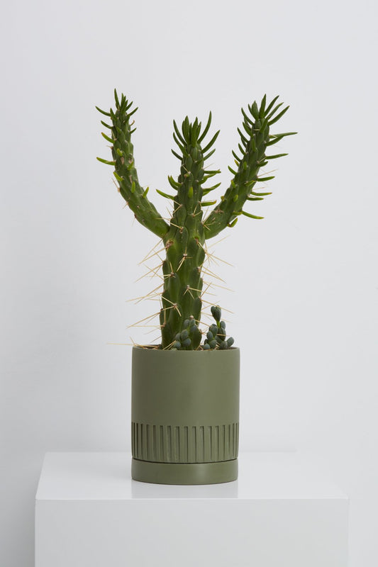 CAPRA DESIGNS  //  Etch Planter AGAVE **PICK UP ONLY**