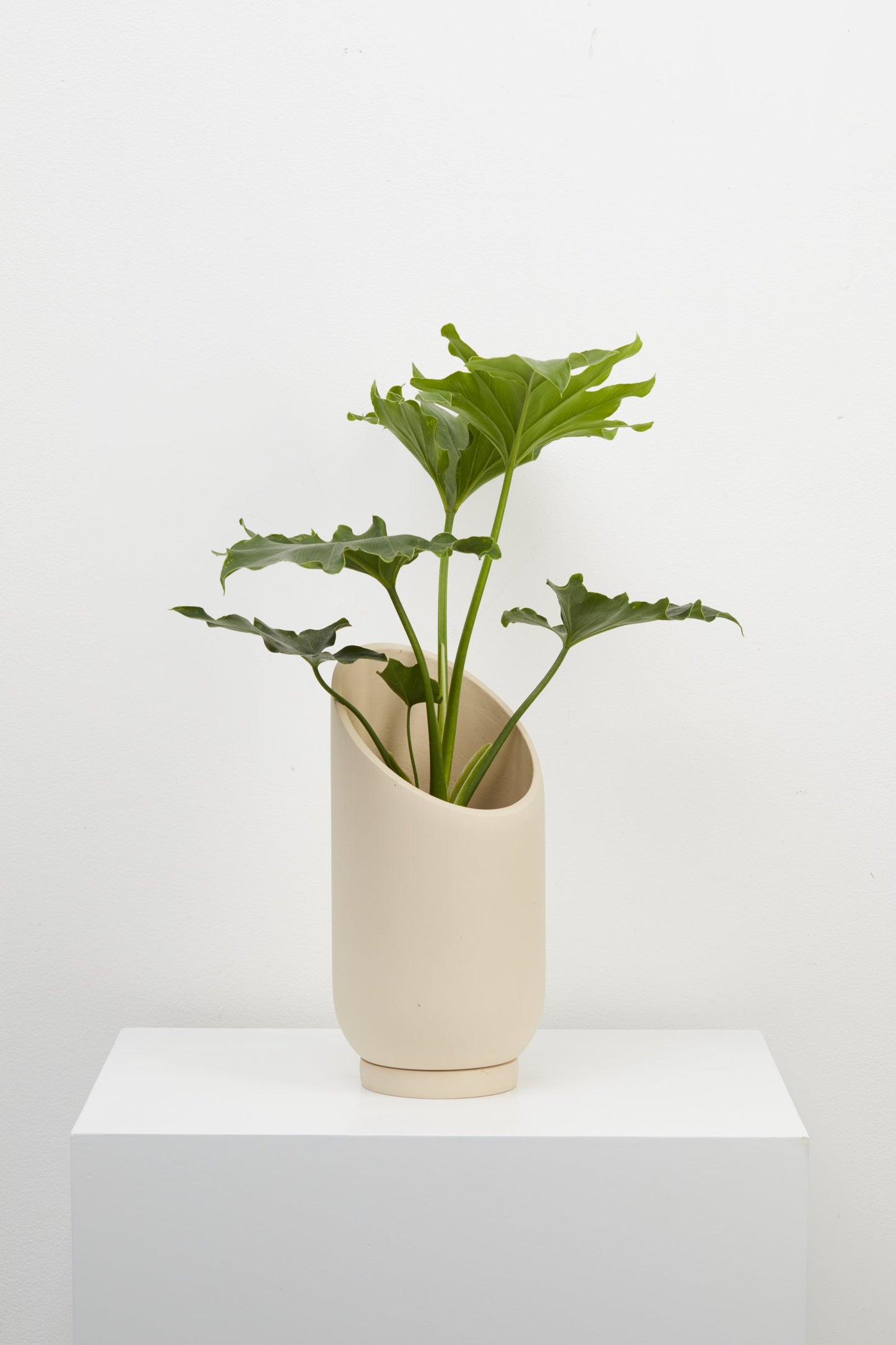 CAPRA DESIGNS  //  Small Summit Planter FOSSIL **PICK UP ONLY**