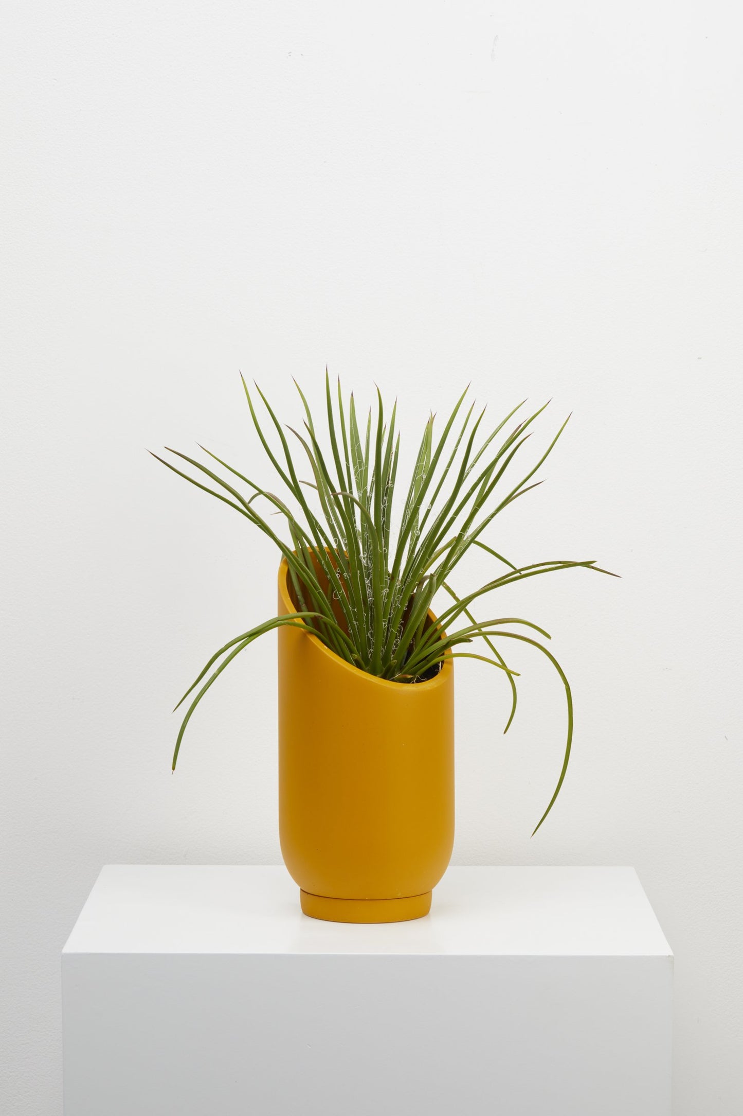 CAPRA DESIGNS  //  Small Summit Planter GOLDEN **PICK UP ONLY**