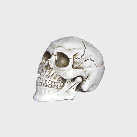 BILLY BONES // William B Skull WHITE